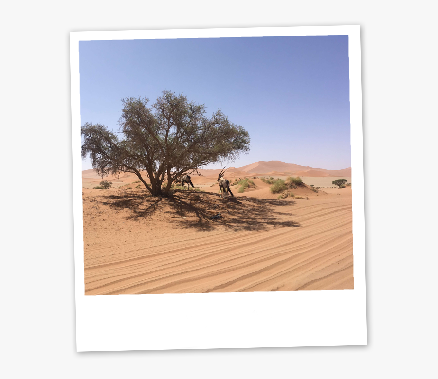 Erg, Transparent Clipart