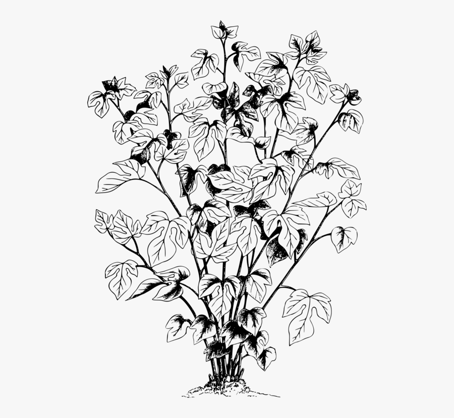 Art,monochrome Photography,petal - Line Art, Transparent Clipart