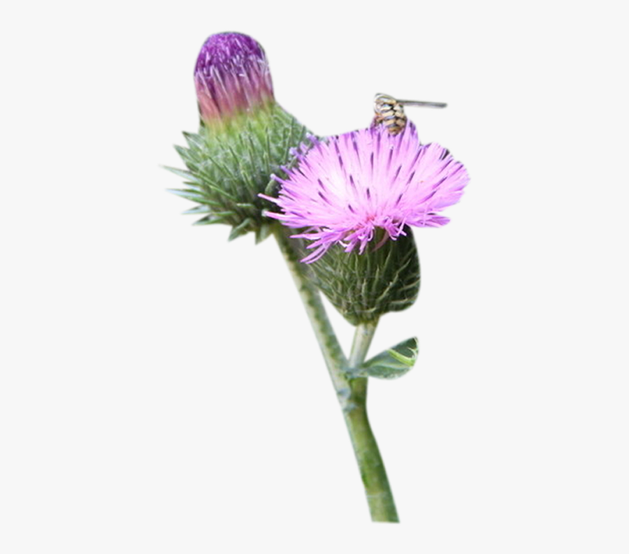 Clip Art Greater Burdock A Picture - Milk Thistle Clipart, Transparent Clipart