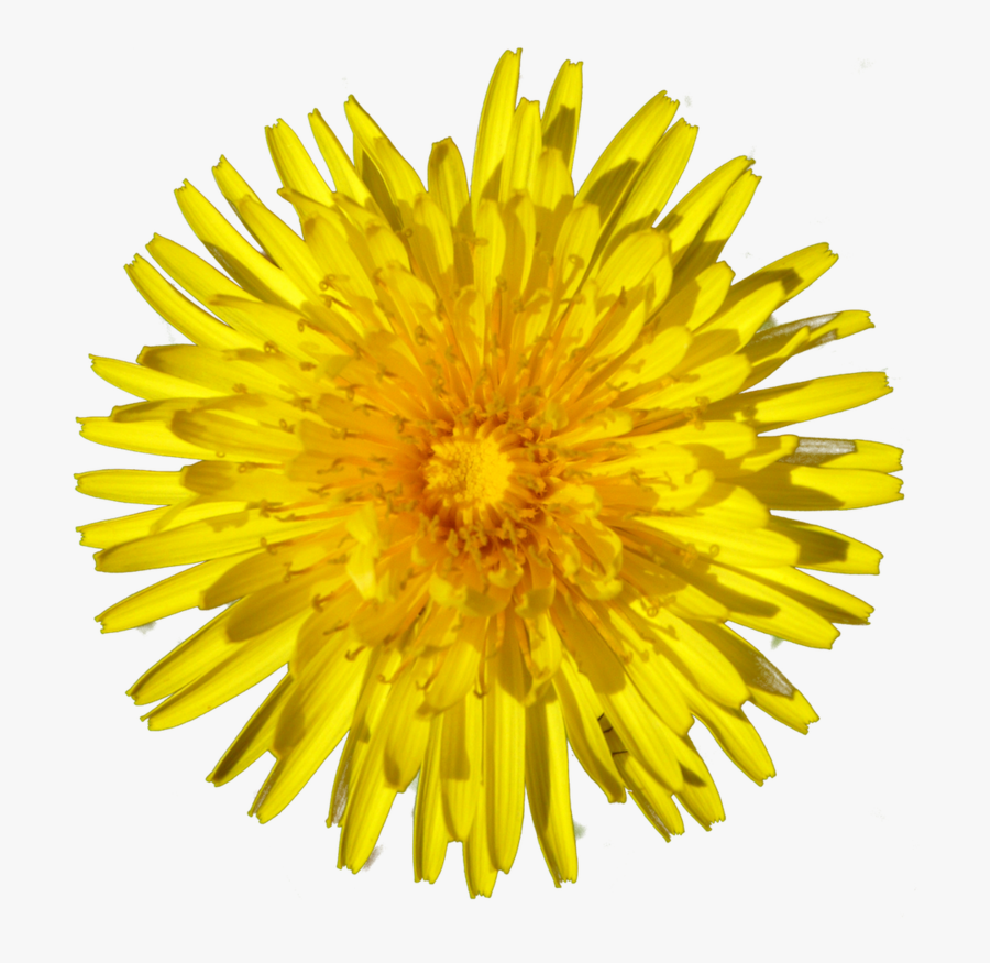 Drawing Dandelion Sow Thistle - Sunflower Yellow Png, Transparent Clipart