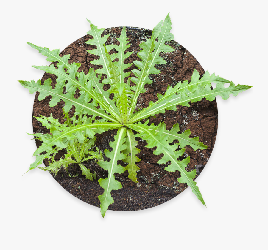 Transparent Daun Png - Cerrajon, Transparent Clipart