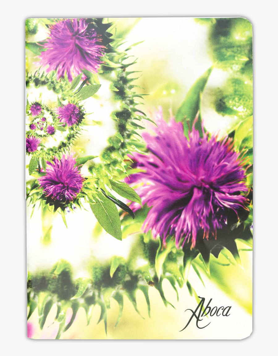 Clip Art Arithmetic Exercise Book Aboca - Aster, Transparent Clipart