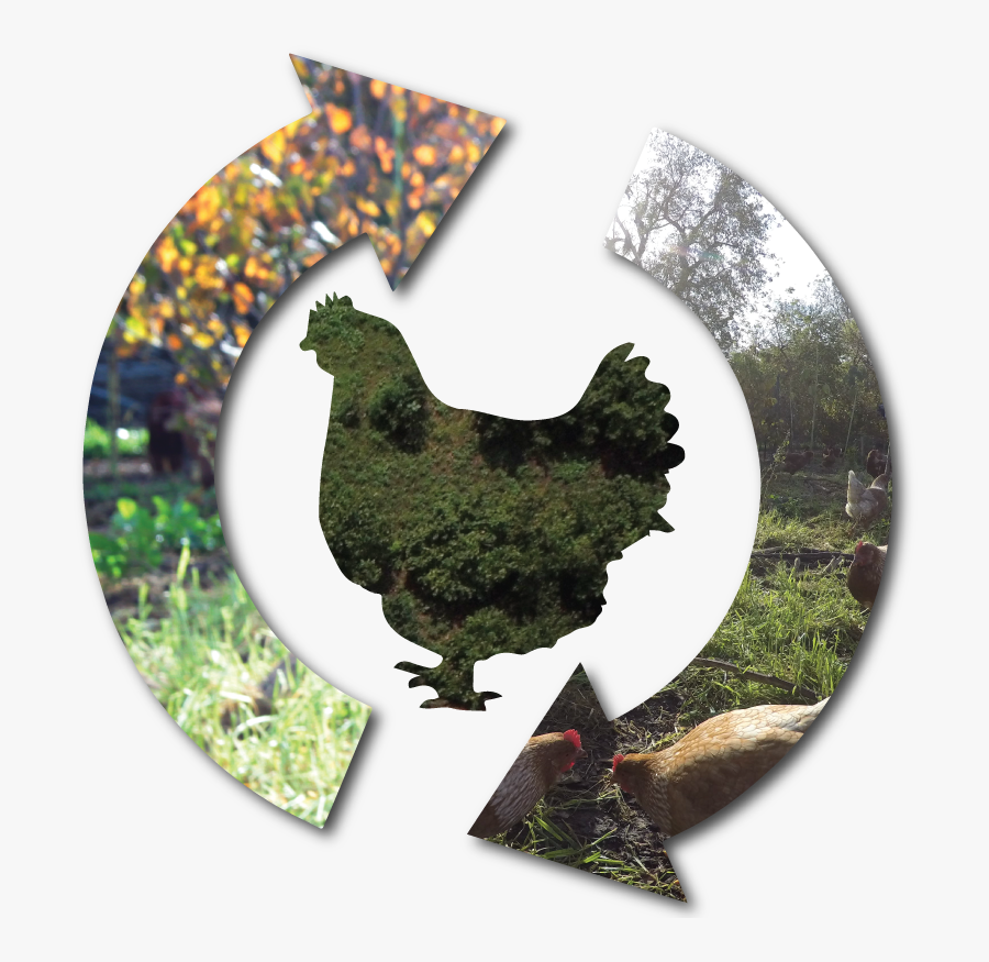 Transparent Main Street Clipart - Rooster, Transparent Clipart