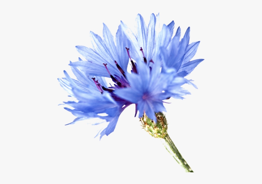 Blue Flower Cornflower Clipart - Corn Flower Png, Transparent Clipart