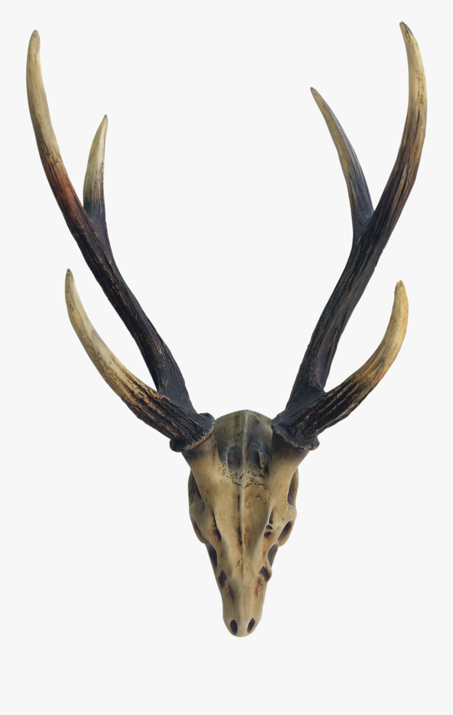 Elk Deer Horn Antler Image - Antler, Transparent Clipart