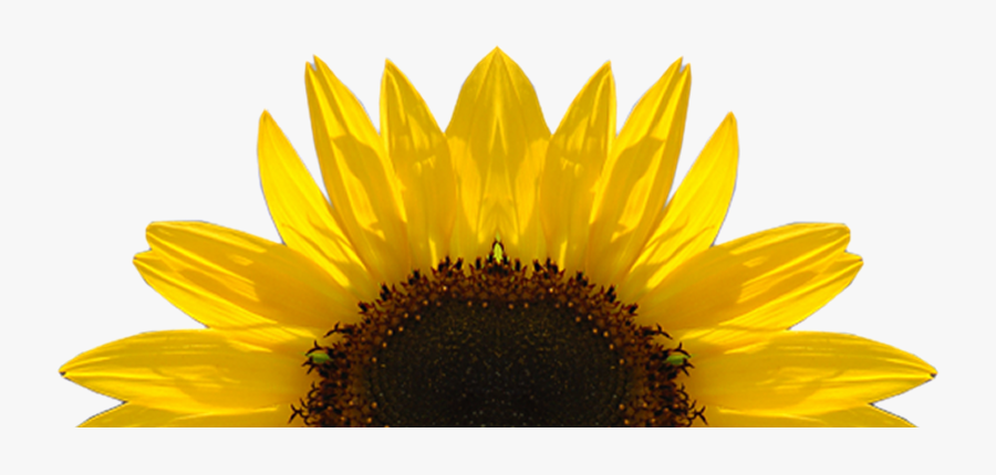 Download Sunflower Free Clipart Half Pencil And In Color ...