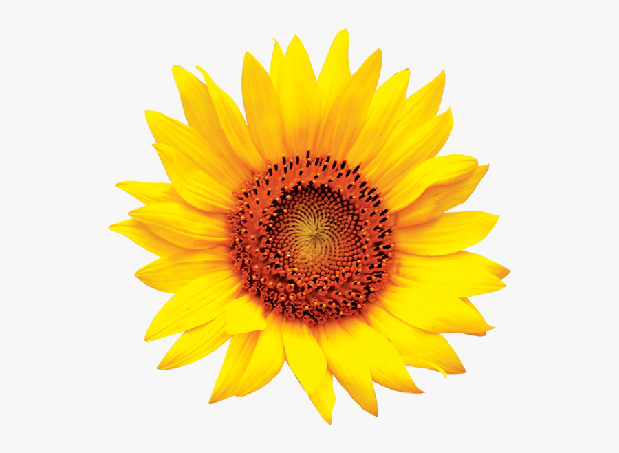 Common Sunflower Clip Art - Sunflower Images Hd Png, Transparent Clipart