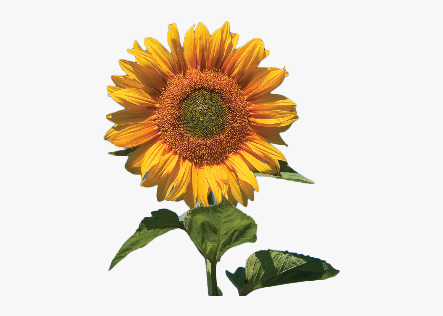 Oil Sunflower, Transparent Clipart