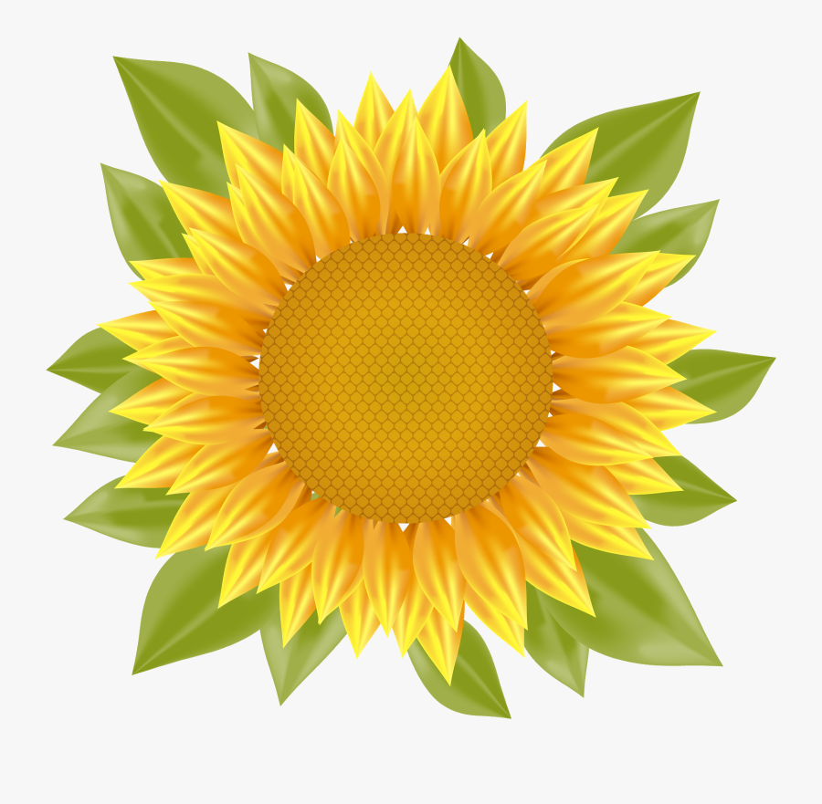Sunflower Png Vector - Sunflower Png Clipart, Transparent Clipart