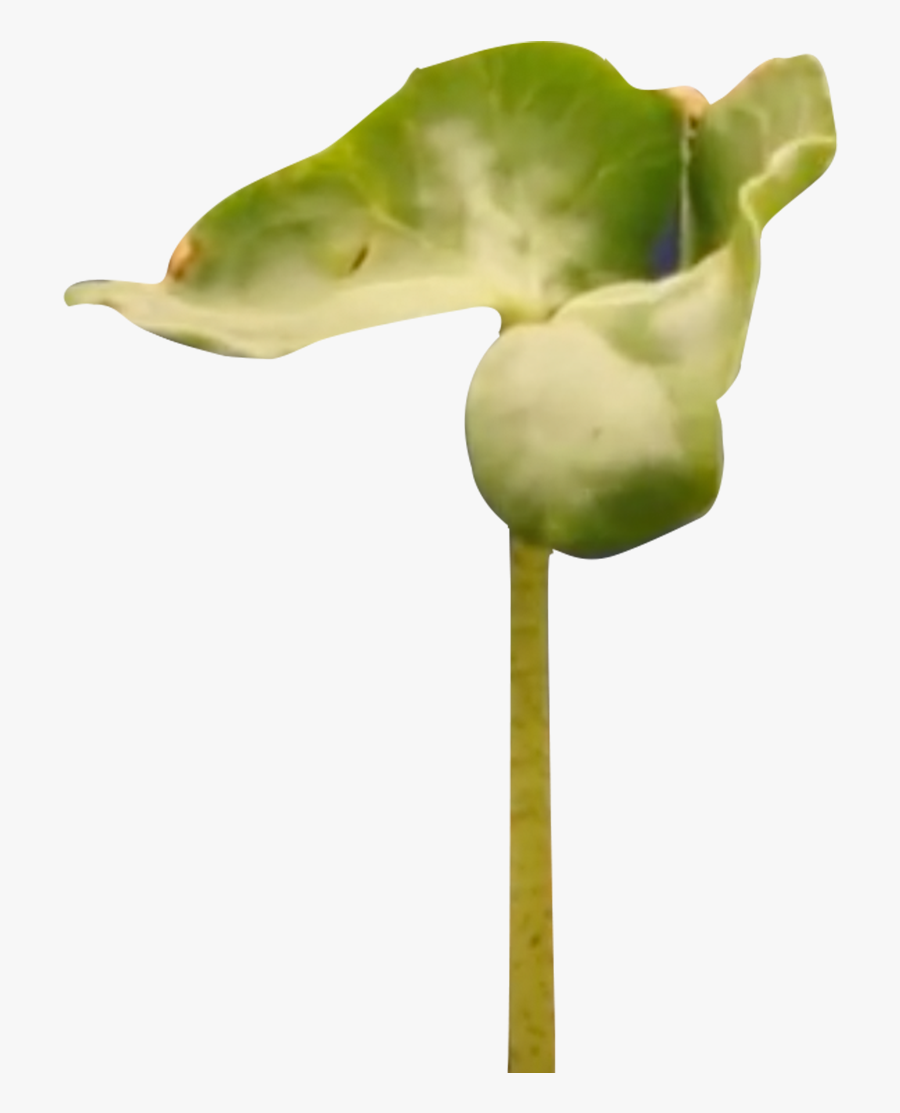 Transparent Bean Plant Png - Sweet Pea, Transparent Clipart