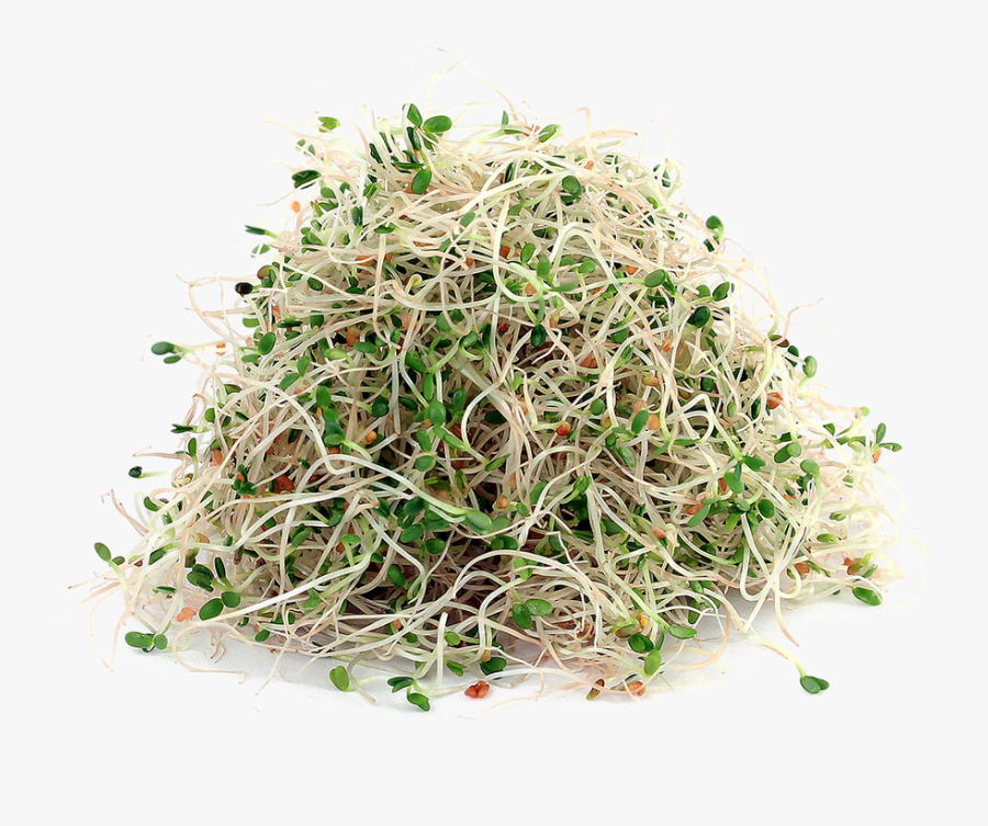 Alfalfa Png File - Alfalfa Sprouts Transparent Background, Transparent Clipart