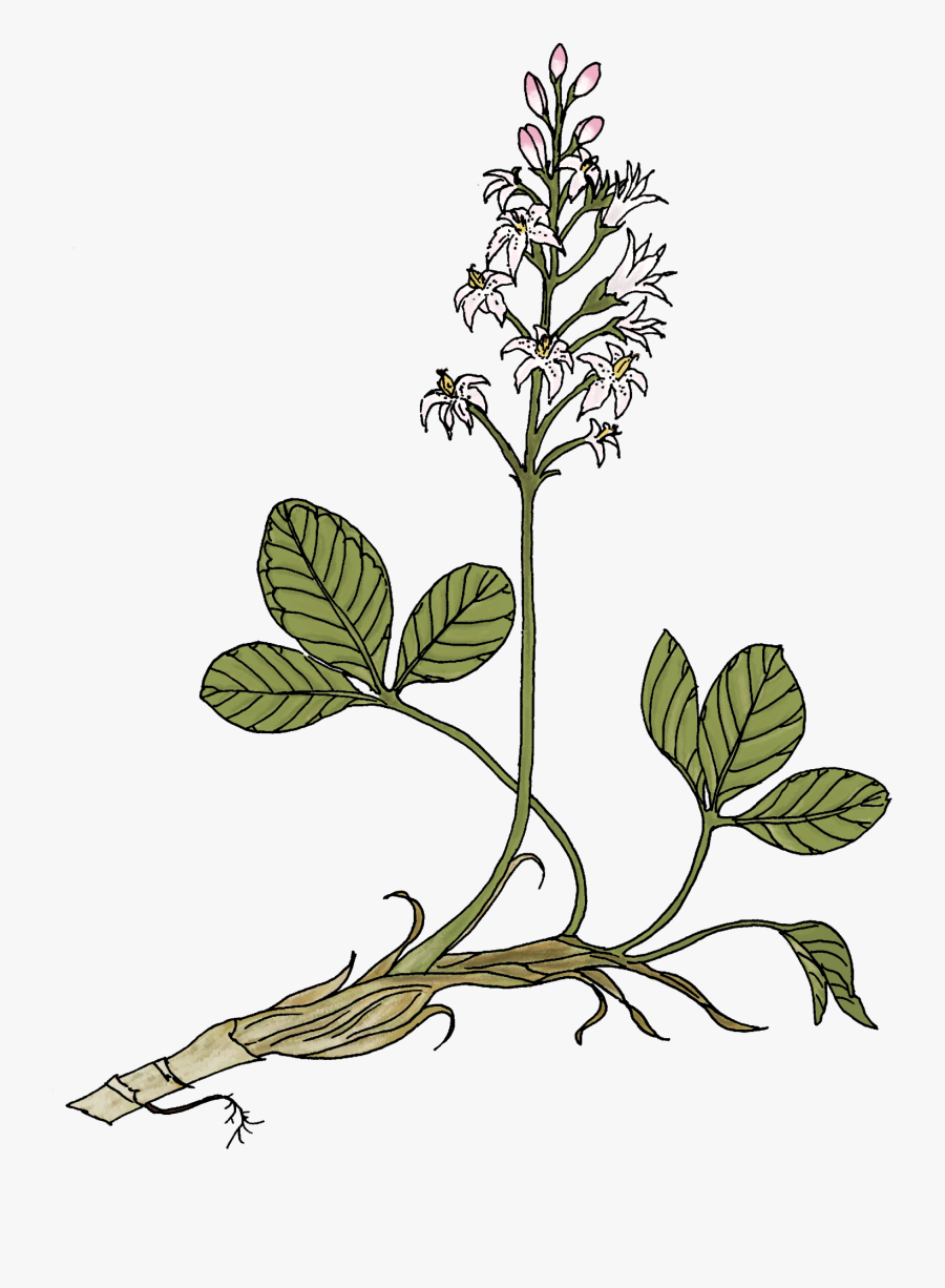 Bogbean Diagram, Transparent Clipart