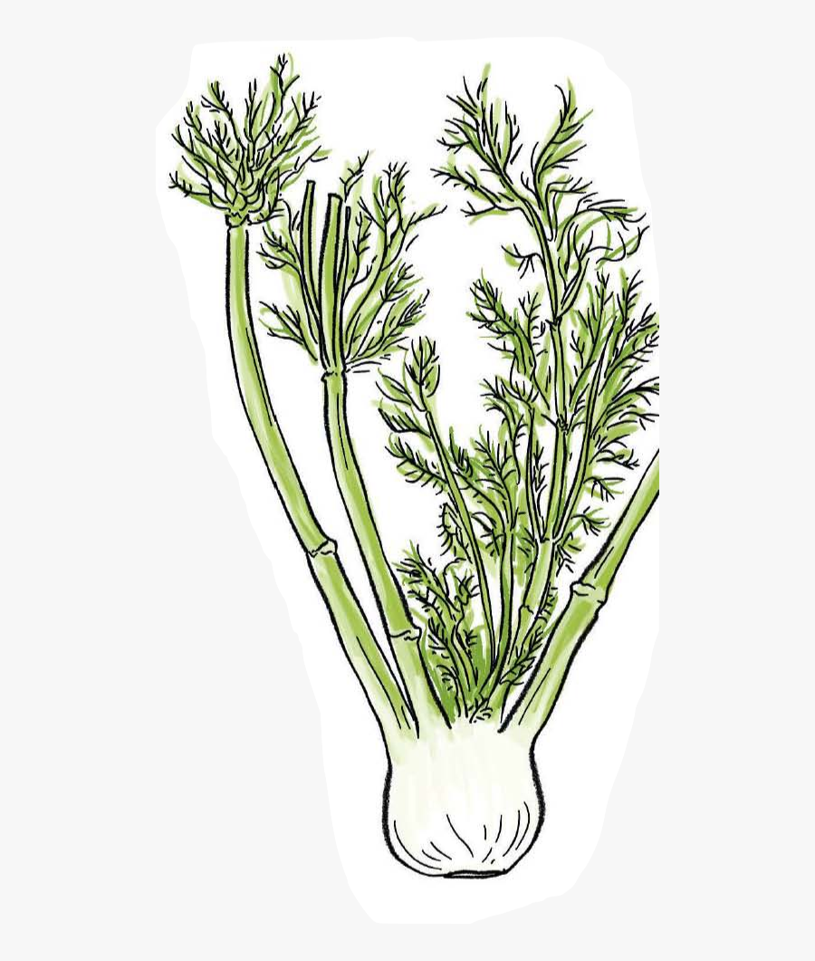 Chicory, Transparent Clipart