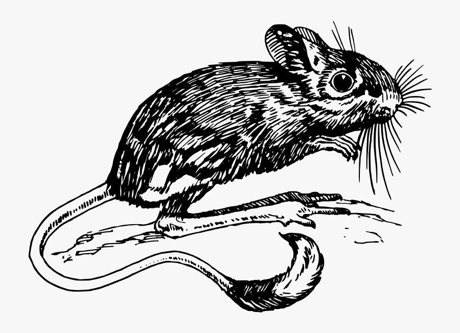 Jerboa - Muad Dib, Transparent Clipart