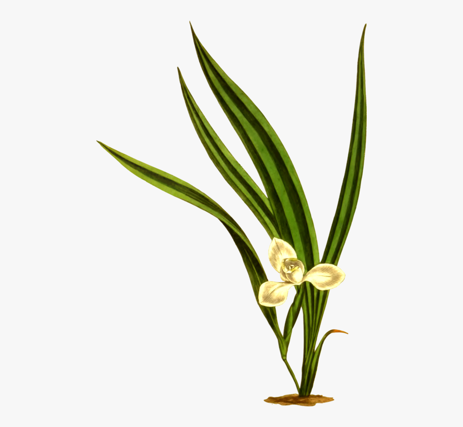 Plant,flower,leaf - Orchid, Transparent Clipart