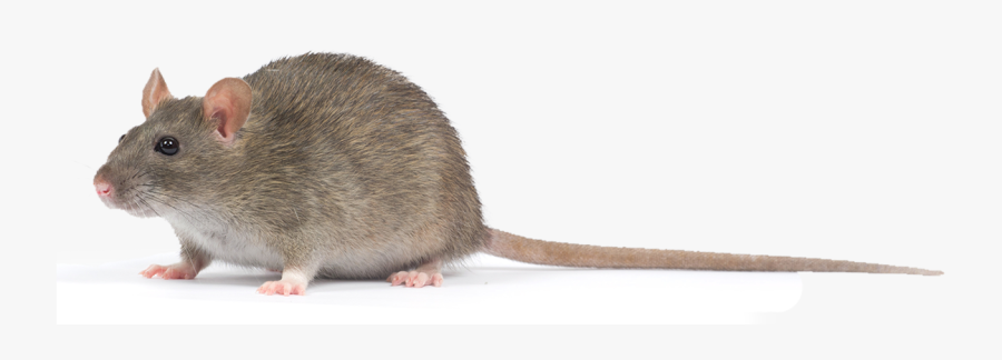 Marsh Rice Rat , Transparent Cartoons - Vole Png, Transparent Clipart
