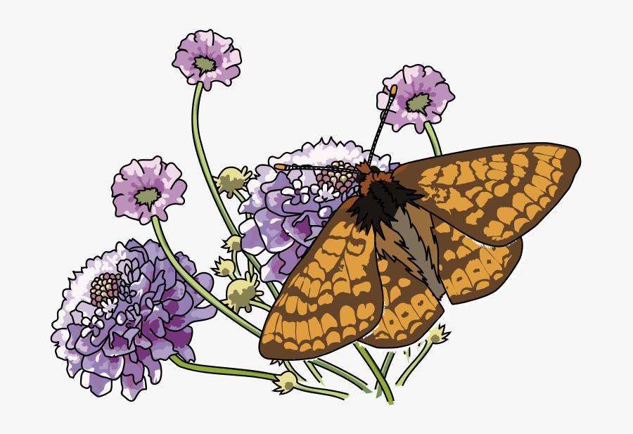 Marsh Fritillary, Transparent Clipart