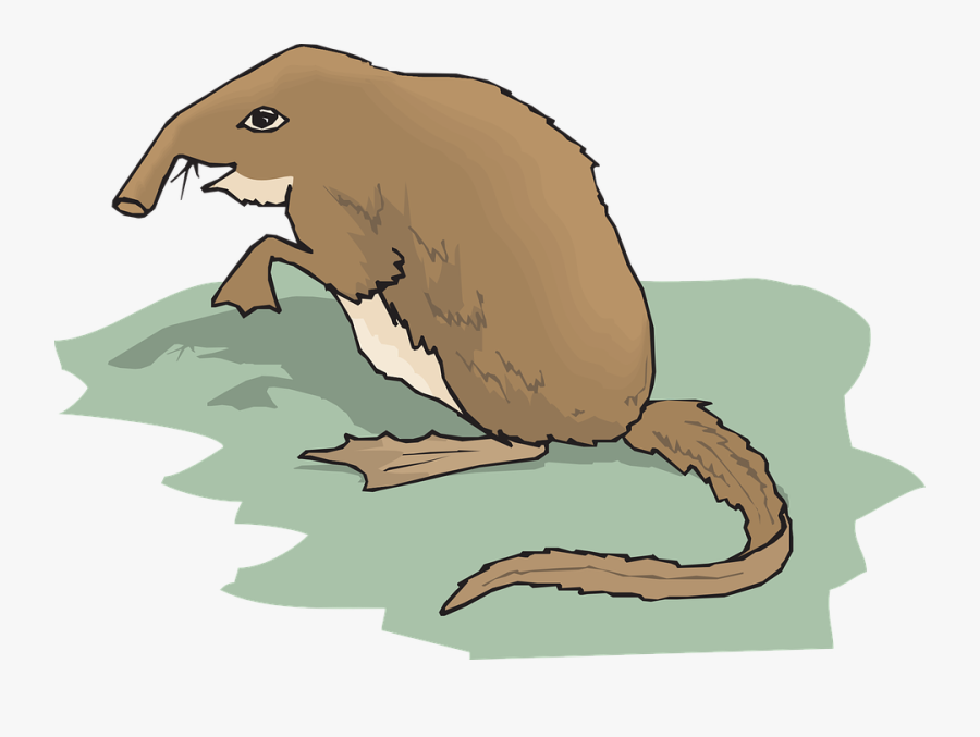 Grass, Long, Tail, Standing, Animal, Fur, Shrew, Nosed - Shrew Clip Art, Transparent Clipart