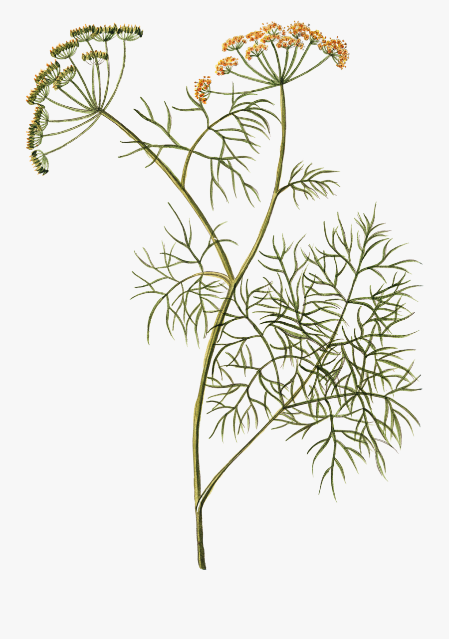 #flower #dill #herbal #herbs #drawing #freetoedit - Dill Drawing, Transparent Clipart