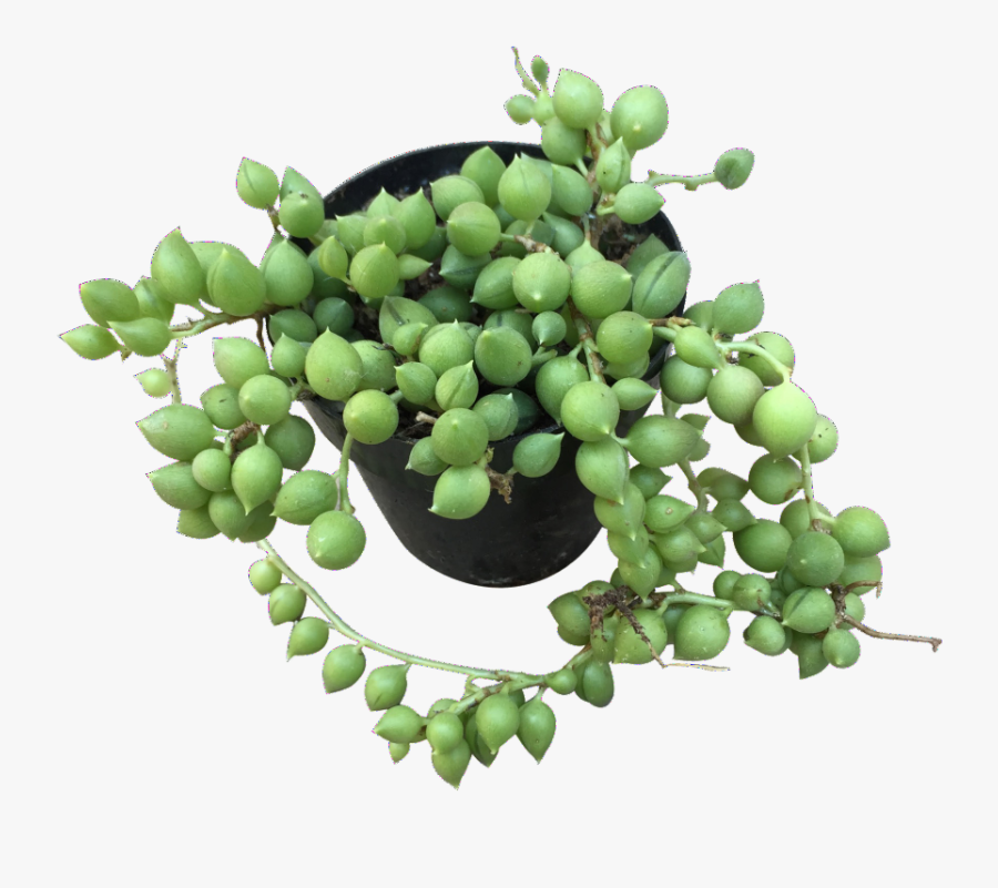 Transparent String Of Pearls Png - Seedless Fruit, Transparent Clipart