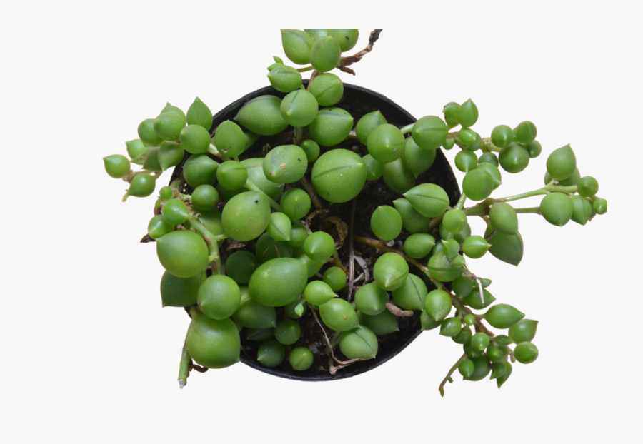Succulent "string Of Pearls - Seedless Fruit, Transparent Clipart