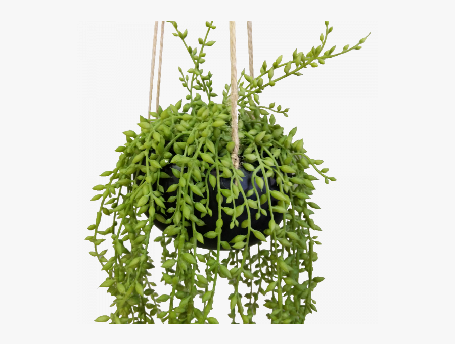 92cm String Of Beads In Ceramic Hanging Pot Senecio - Houseplant, Transparent Clipart