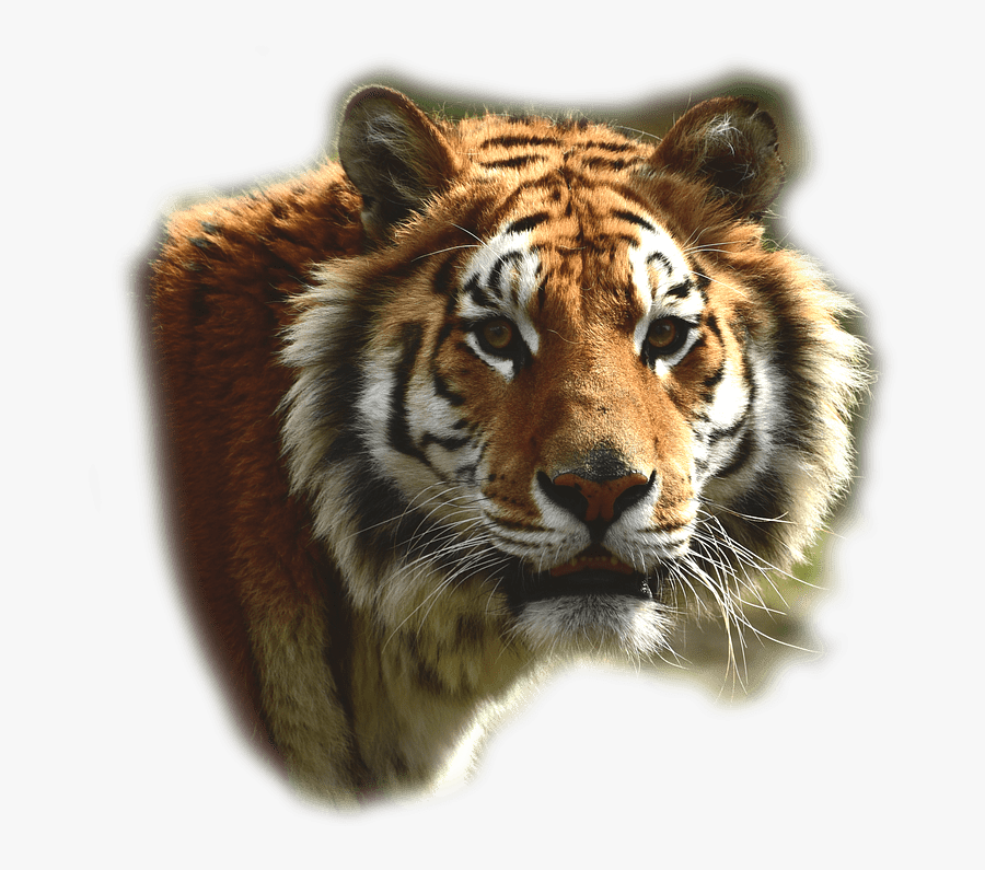 Bengal Tiger - Tiger Gif Png Face, Transparent Clipart