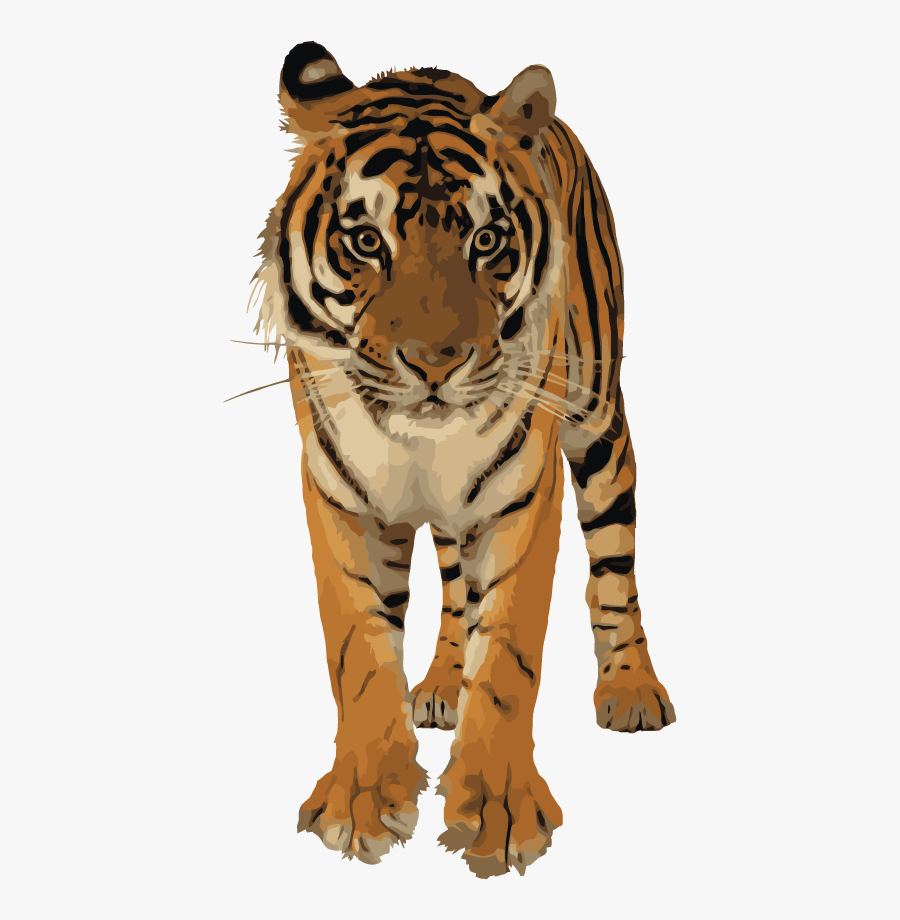 Clipart Best Png Tiger - Royal Bengal Tiger Png, Transparent Clipart