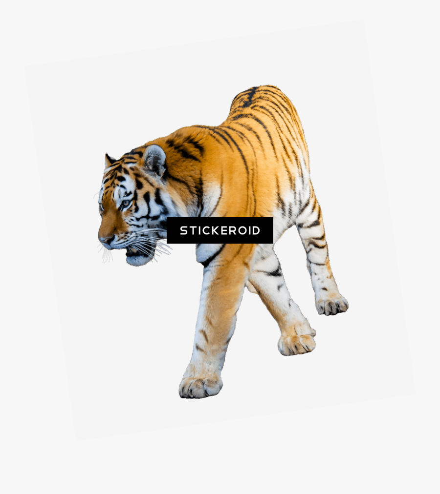 Baby Tiger Png - Tiger With White Background, Transparent Clipart