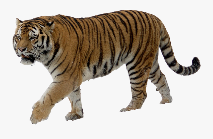 Transparent Group Of Zoo Animals Clipart - Tiger With No Background, Transparent Clipart