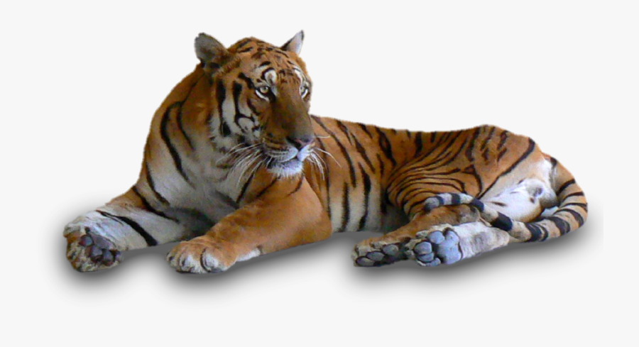 Png Crazywidow Info - Tigers In Black And White, Transparent Clipart