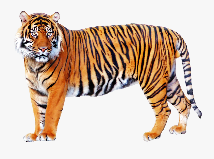 Image Villains Wiki Fandom - Tiger Png , Free Transparent Clipart