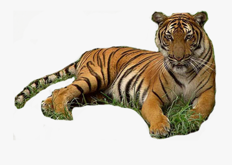 Tiger Werecat Download - Tiger, Transparent Clipart