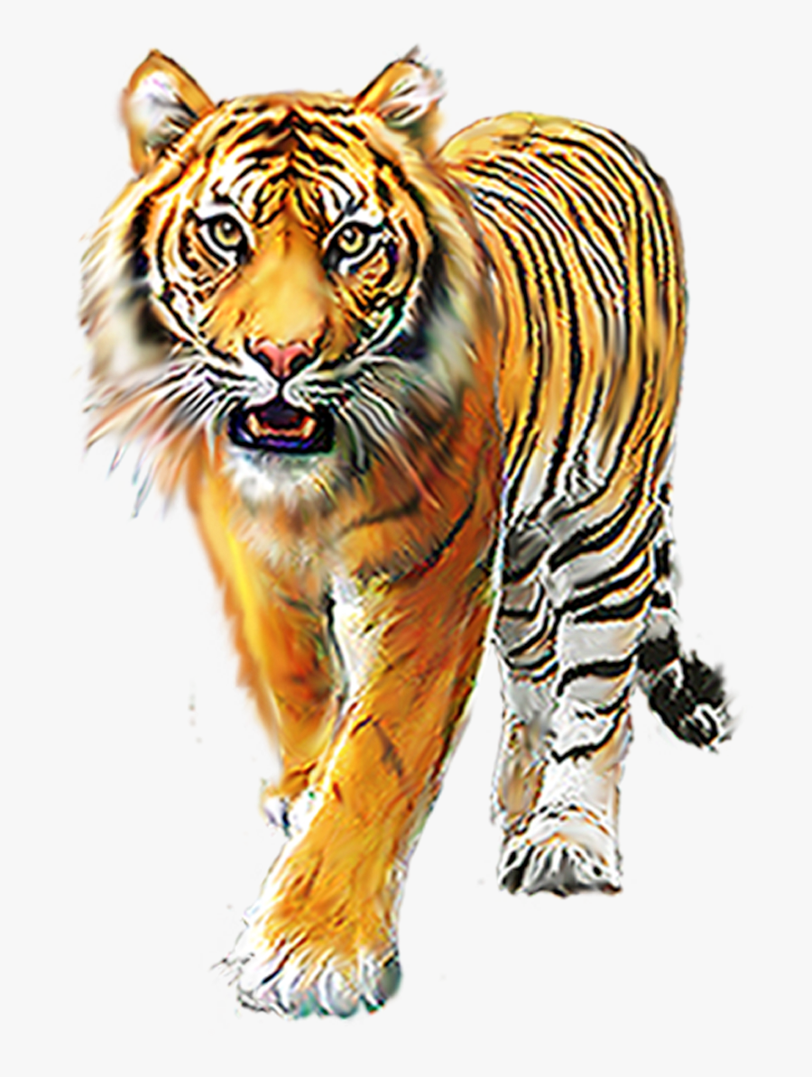 Transparent Tiger Png - Ranthambore National Park, Transparent Clipart