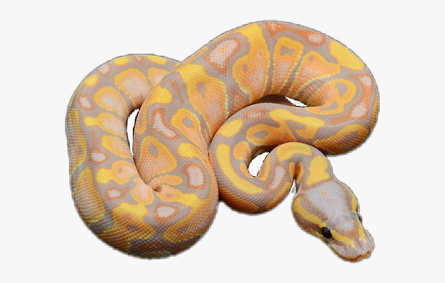 #snake #ballpython #cute - Cute Snake Ball Python , Free Transparent ...