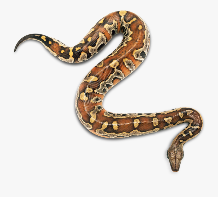 Ilha Snakes Snakebite Child Reptile Da Grande Clipart - Snakes For Kids, Transparent Clipart