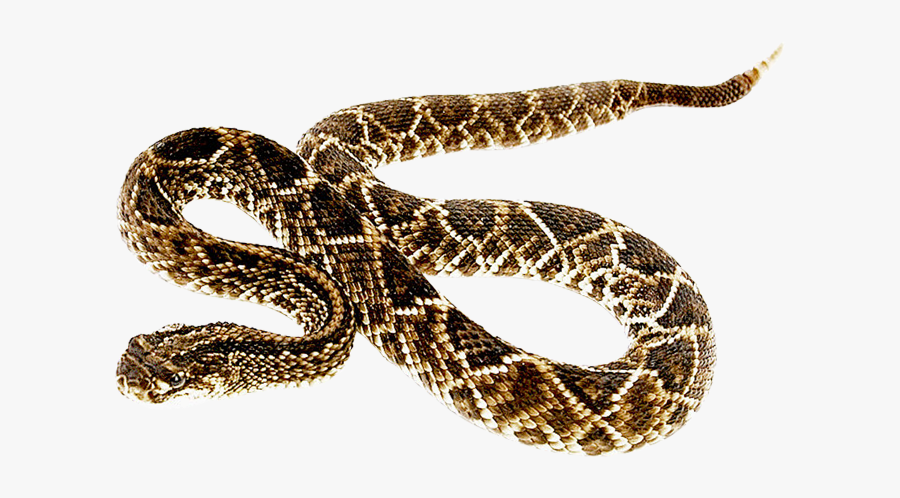 Snake Png Transparent, Transparent Clipart