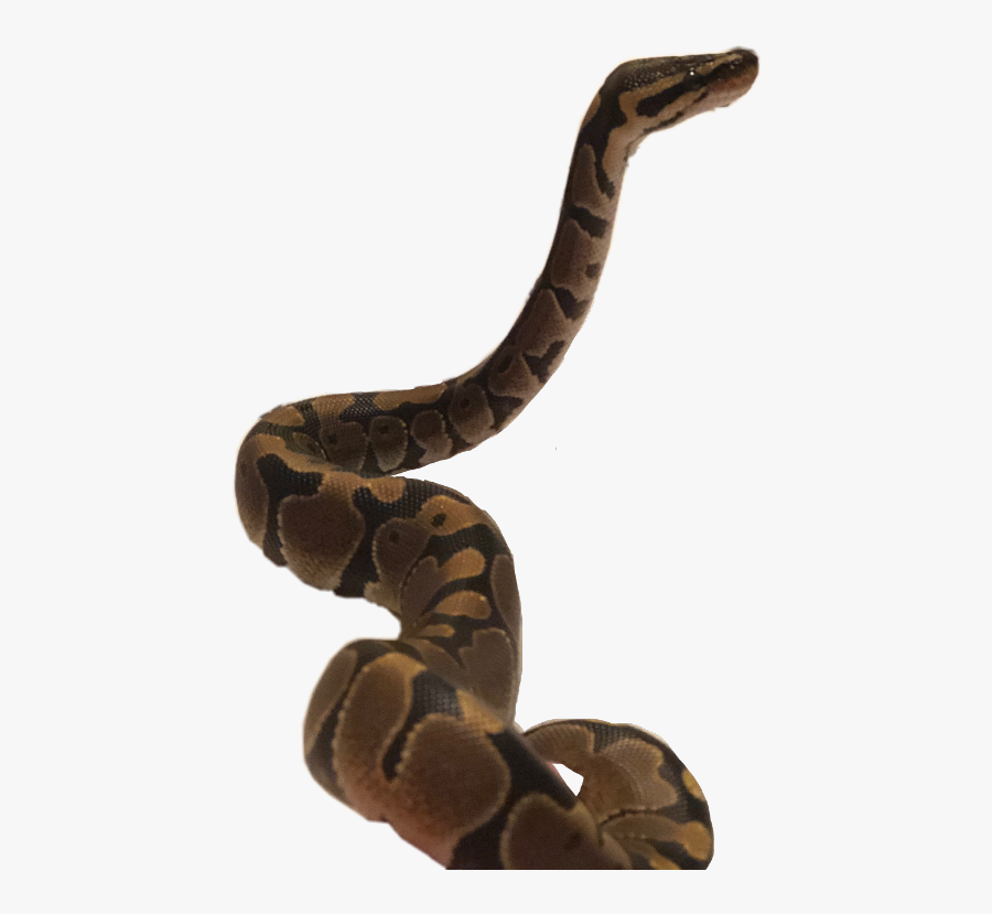 Ballpython Reptile Freetoedit - Burmese Python, Transparent Clipart