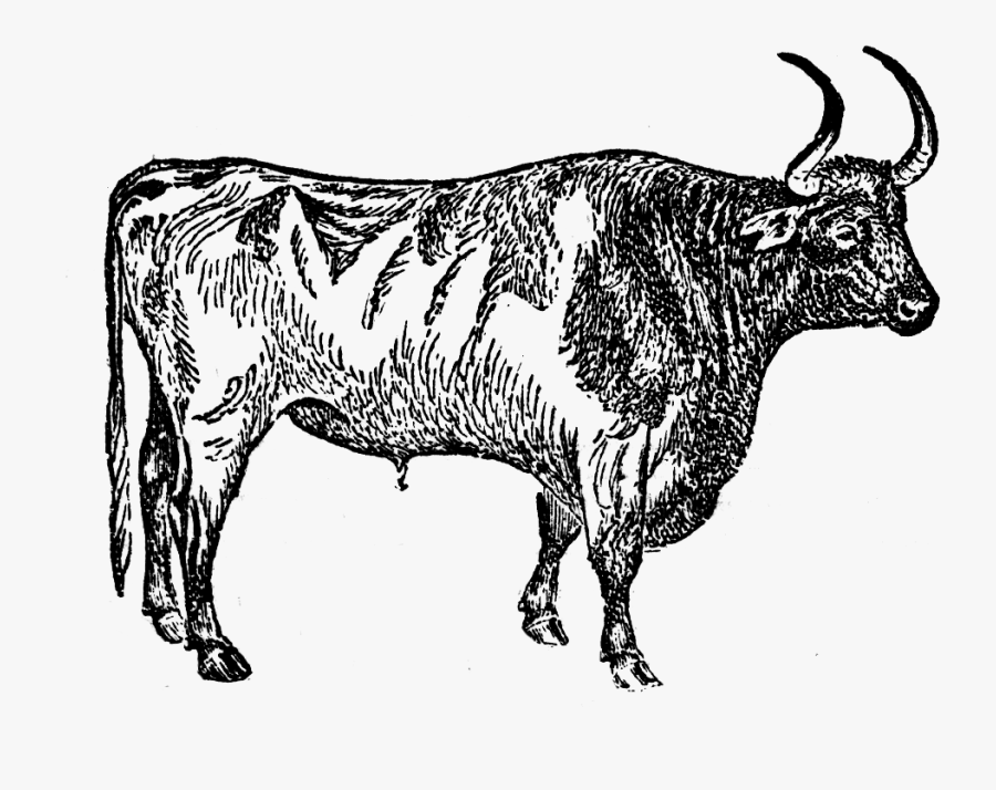 Ranch Drawing Cattle - Jersey Cow Clip Art, Transparent Clipart