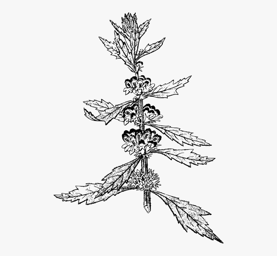 Art,monochrome Photography,monochrome - Sketch, Transparent Clipart