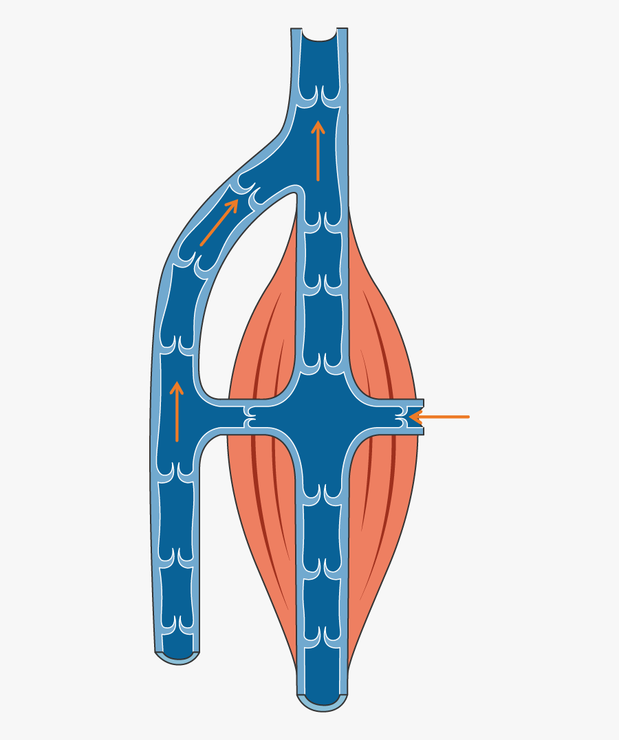 Circulation Veineuse, Transparent Clipart