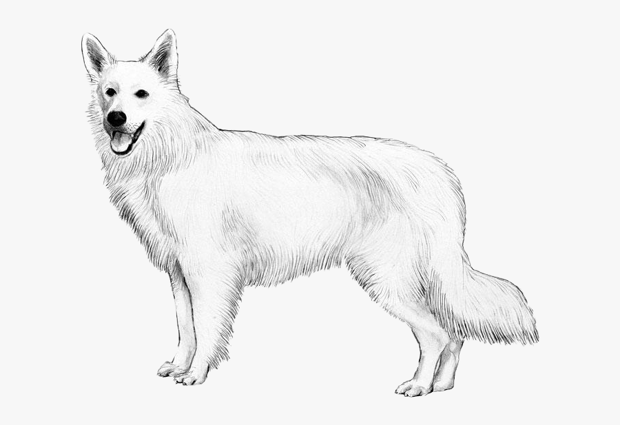 White Swiss Shepherd Dog - Canadian Eskimo Dog, Transparent Clipart