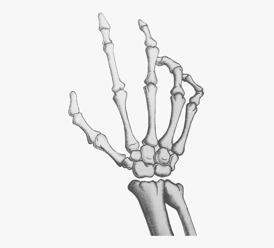Clip Art Drawing Of Bone - Transparent Skeleton Hand Png, Transparent Clipart