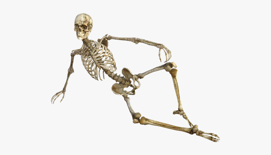 Moving Clipart Skeleton - Anatomy And Physiology Funny, Transparent Clipart