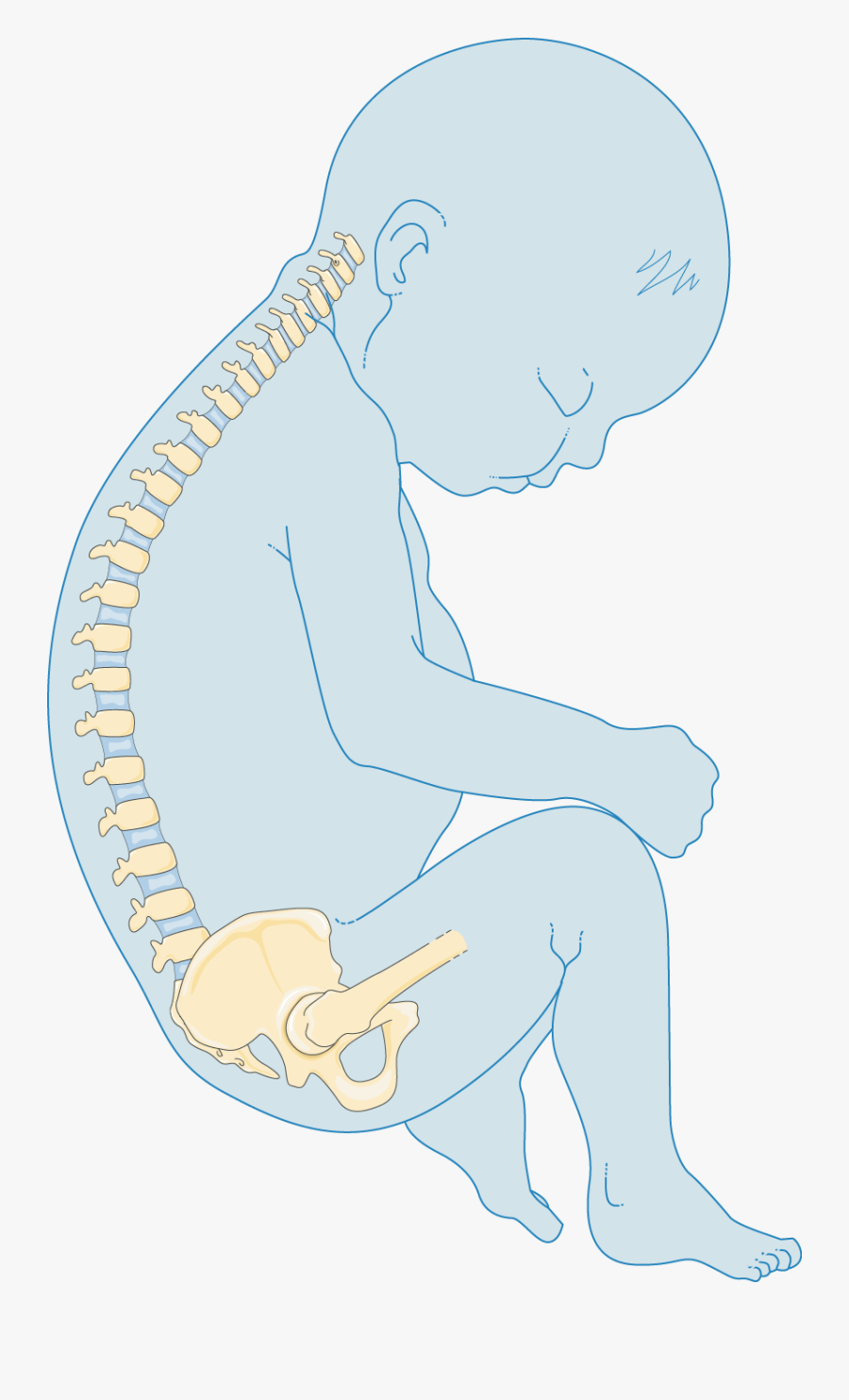 Skeleton Clipart Arm Bone - Sitting, Transparent Clipart