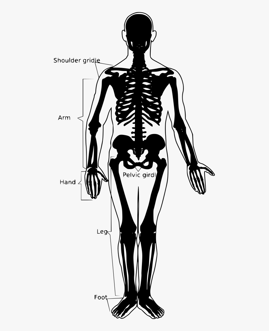 Transparent Skeleton Arm Png - Appendicular Skeleton Bones, Transparent Clipart