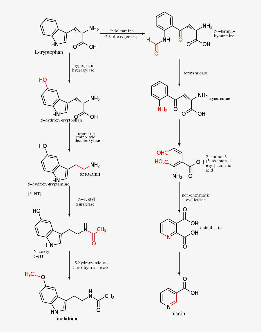 Transparent Chemical Reaction Clipart - Tryptophan Metabolism, Transparent Clipart