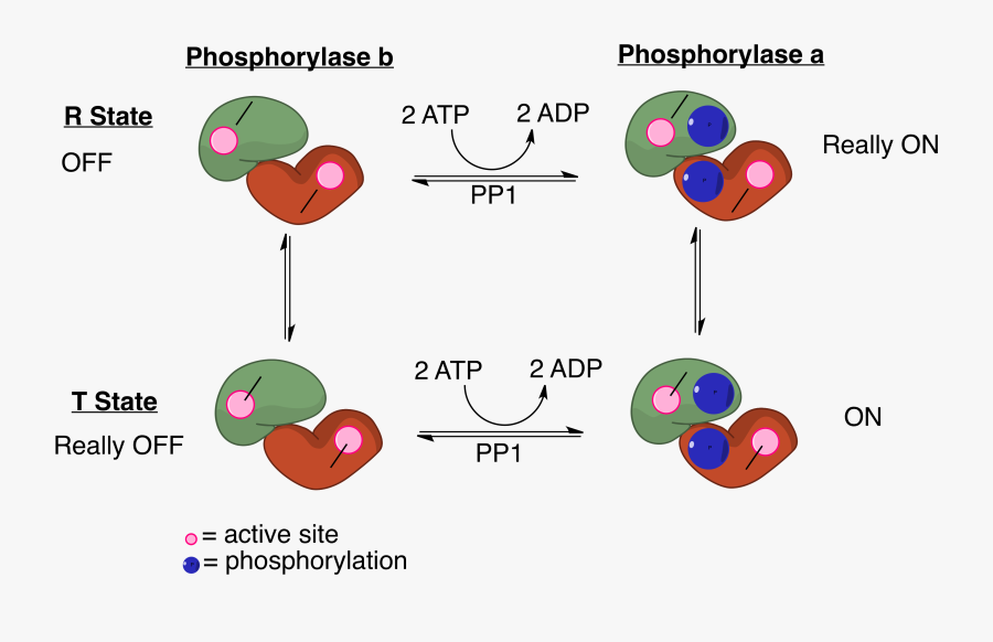 Glycogen Phosphorylase A And B, Transparent Clipart
