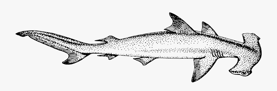 Clipart Shark Hammerhead Shark - Clip Art Hammerhead Shark, Transparent Clipart