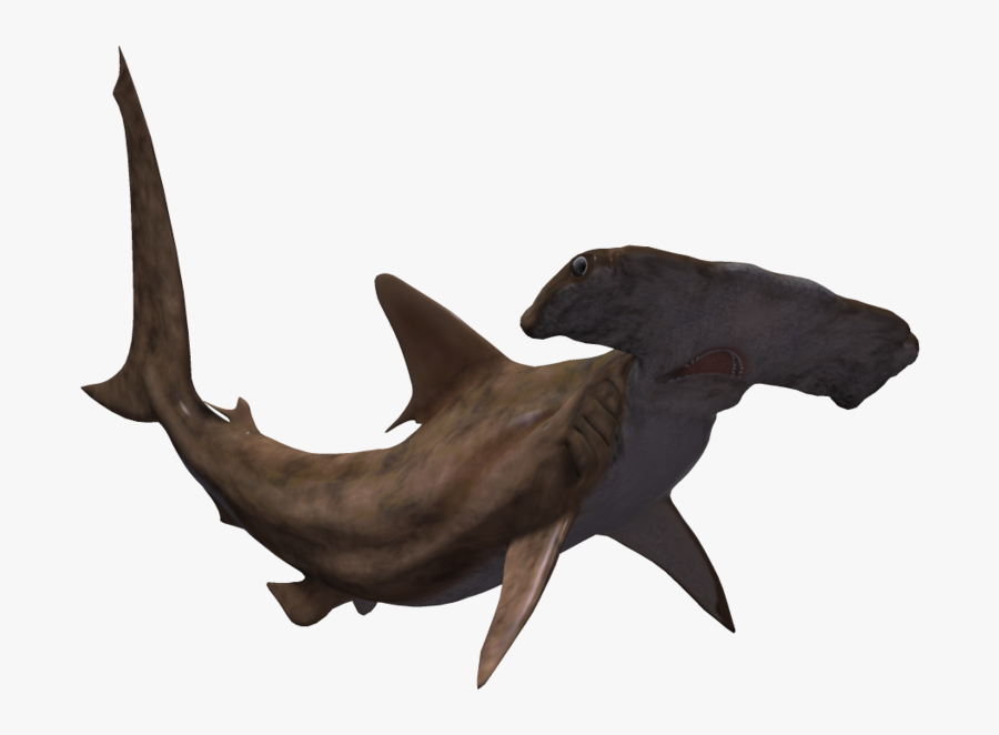 Clip Art Png Hd Transparent Images - Hammerhead Shark Transparent Background, Transparent Clipart